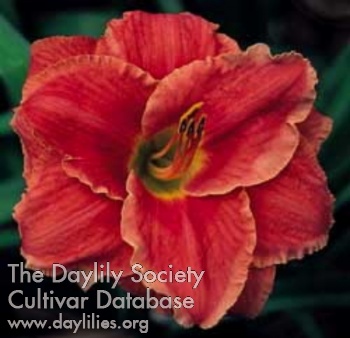 Daylily Leader of the Pack